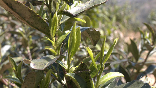 圖為龍井茶長出的嫩芽 胡俊 拍攝時間:3月4日.png