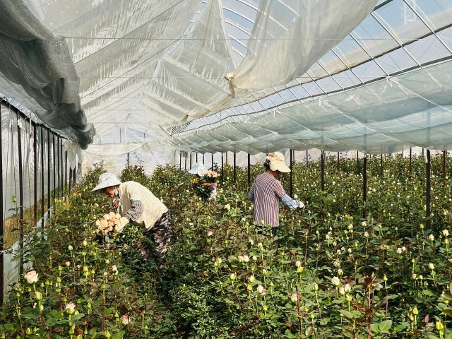 飛航花卉種植基地工人正在采摘玫瑰。2024年3月5日 杜莎莎攝。 (1).jpg