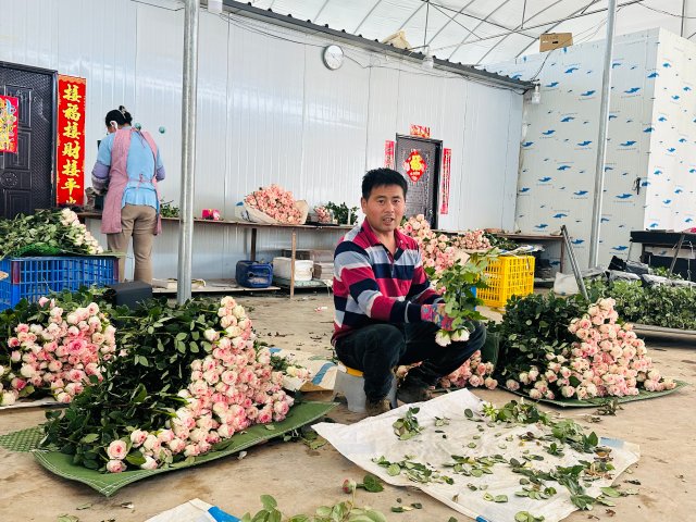 陳德寶正在分揀洛神玫瑰。2024年3月5日 杜莎莎攝。 (1).jpg