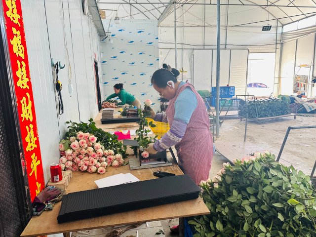 飛航花卉種植基地工人正在打包洛神玫瑰。2024年3月5日 杜莎莎攝。 (1).jpg