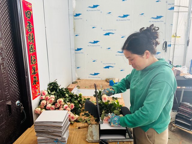 飛航花卉種植基地工人正在打包洛神玫瑰。2024年3月5日 杜莎莎攝。 (2).jpg