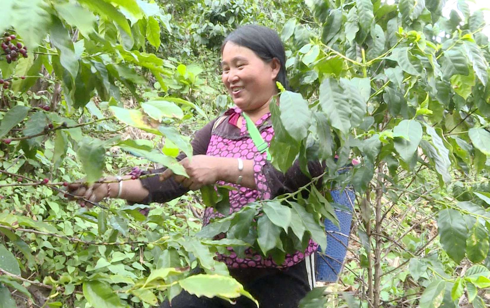 試飛成功！這個惠農(nóng)“新幫手” 省時！省力！