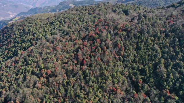 利東山漫山遍野的杜鵑花 劉子安攝 (2).JPG