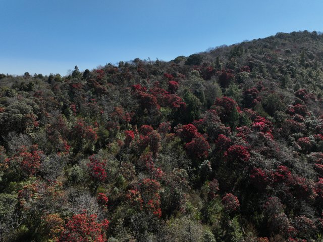 利東山漫山遍野的杜鵑花 劉子安攝 (1).JPG