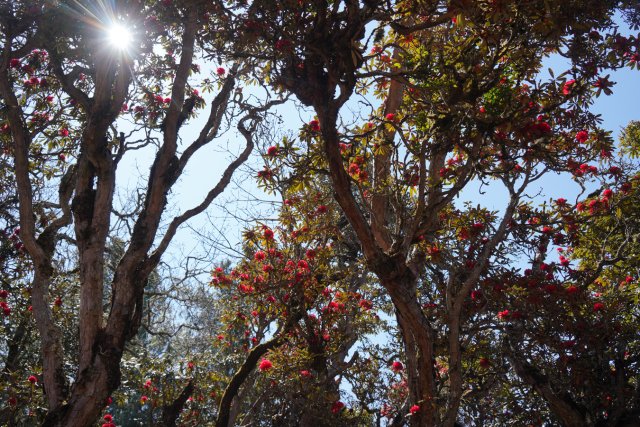 盛開的杜鵑花 劉子安攝 (2).JPG