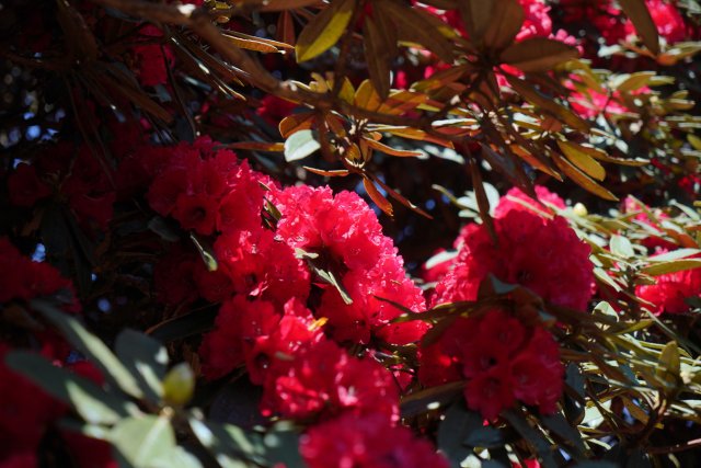 盛開的杜鵑花 劉子安攝 (4).JPG