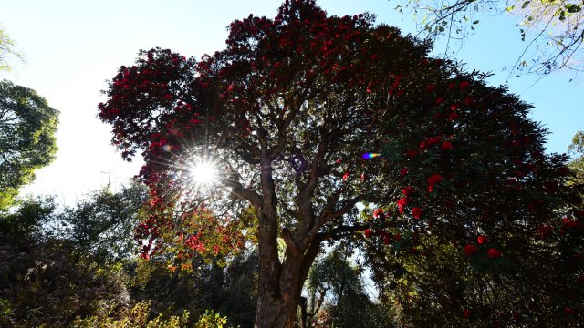 盛開的杜鵑花 羅文昌攝 (3).JPG