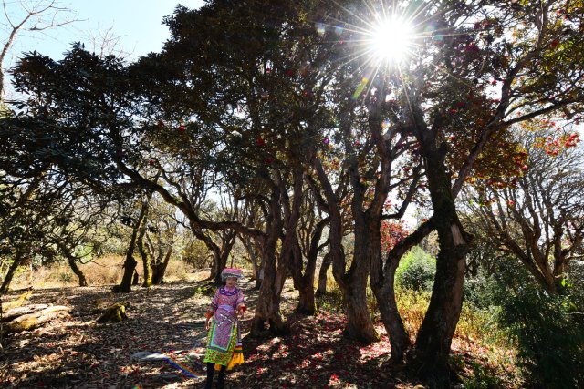 盛開的杜鵑花 羅文昌攝 (2).JPG