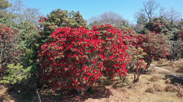 利東山漫山遍野的杜鵑花 劉子安攝 (4).JPG