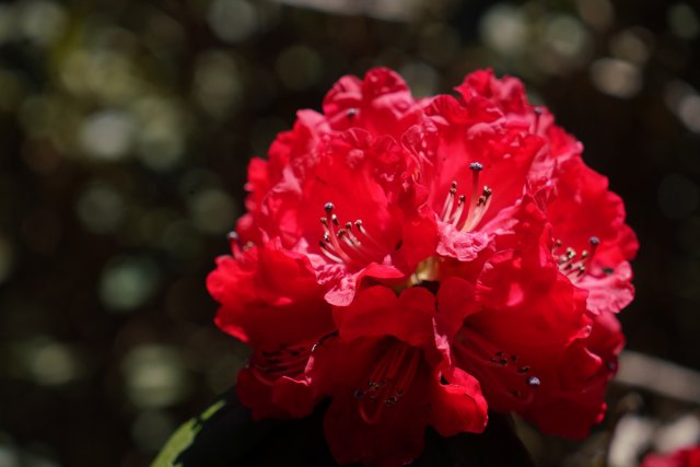 盛開的杜鵑花 劉子安攝 (3).JPG