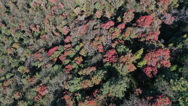 利東山漫山遍野的杜鵑花 劉子安攝 (3).JPG