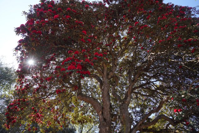 利東山杜鵑花王 劉子安攝 (2).JPG