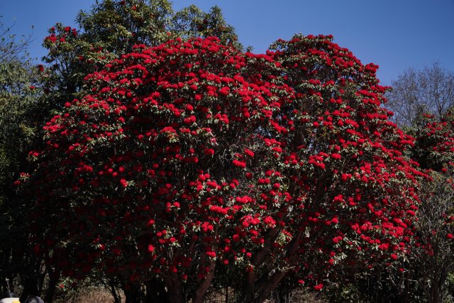 盛開的杜鵑花 劉子安攝 (5).JPG