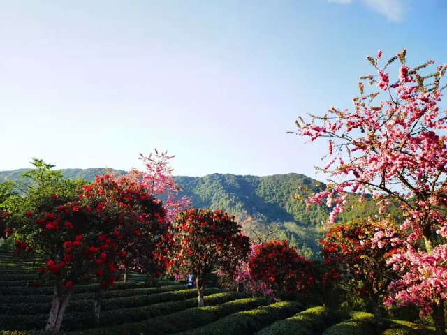 櫻花谷：春櫻與馬纓花齊放 (13).jpg