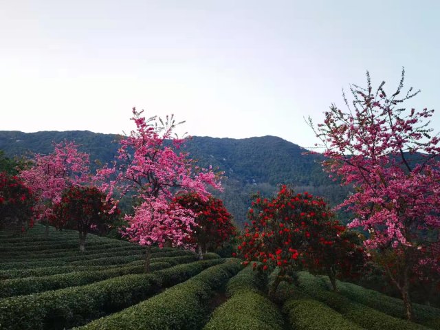 櫻花谷：春櫻與馬纓花齊放 (11).jpg