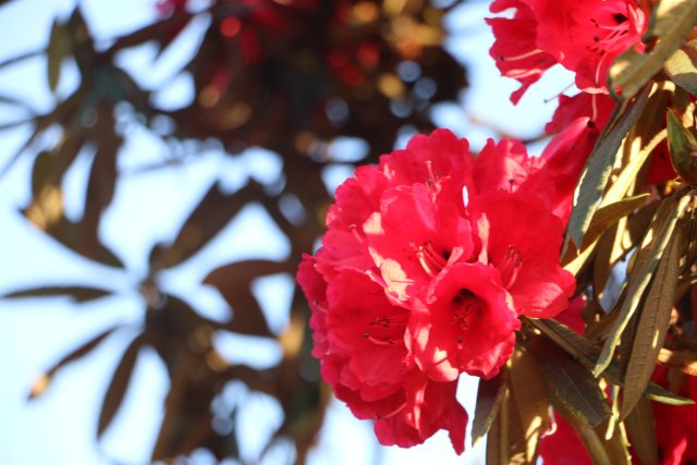 櫻花谷：春櫻與馬纓花齊放 (5).JPG