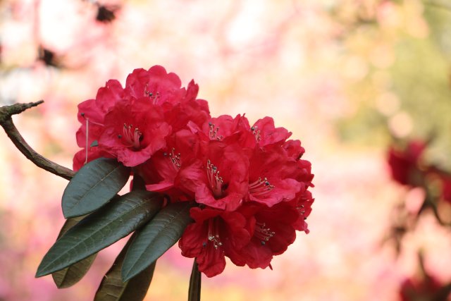 櫻花谷：春櫻與馬纓花齊放 (10).JPG