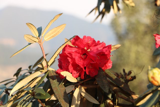 櫻花谷：春櫻與馬纓花齊放 (6).JPG