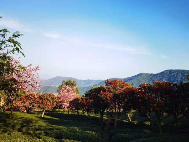 櫻花谷：春櫻與馬纓花齊放 (12).jpg