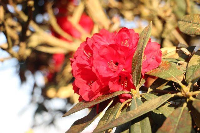 櫻花谷：春櫻與馬纓花齊放 (3).JPG