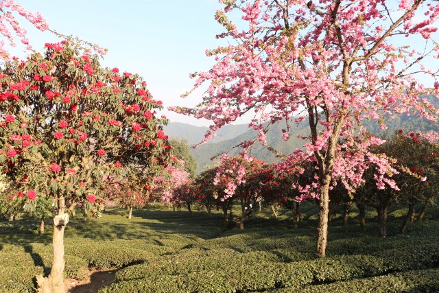 櫻花谷：春櫻與馬纓花齊放 (1).JPG