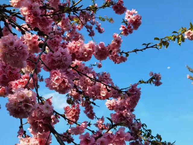 櫻花谷：春櫻與馬纓花齊放 (14).jpg