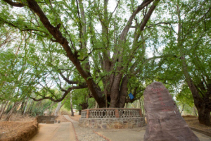 “酸角王” “酸角王”