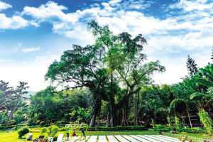 獨樹成林景區(qū) 獨樹成林景區(qū)