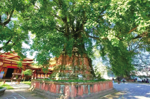 “塔包樹” 本版圖片除署名外 網(wǎng)絡截圖 “塔包樹” 本版圖片除署名外 網(wǎng)絡截圖