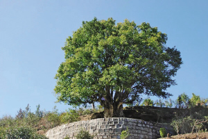 錦秀茶尊 錦秀茶尊