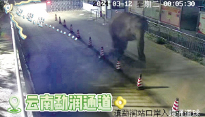 亞洲象在磨憨出入境邊防檢查站勐潤分站周圍活動，被監(jiān)控記錄下來 本組圖片 視頻截圖