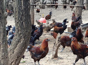 烏骨雞在林間散步 ■ 都市時報全媒體記者 王寅 烏骨雞在林間散步 ■ 都市時報全媒體記者 王寅