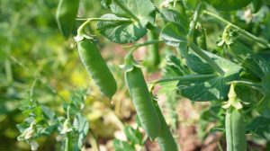 云龍鄉(xiāng)豌豆 ■ 都市時報全媒體記者 楊安迪