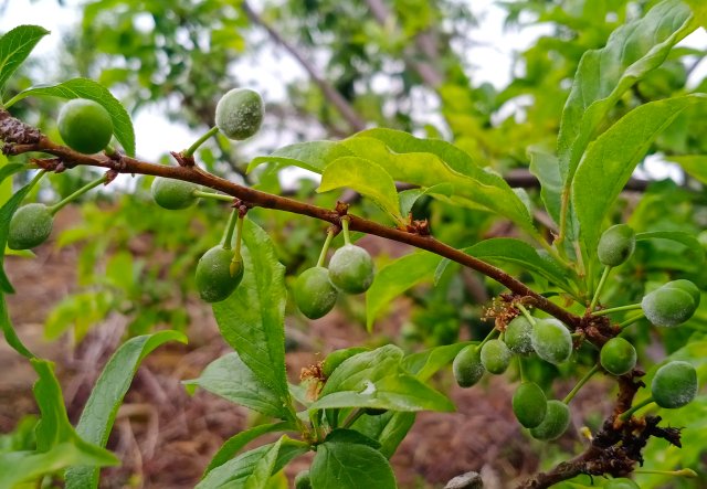 2024年3月15日于阿乃村委會(huì)阿支小組拍攝，李宮秀 (5).jpg