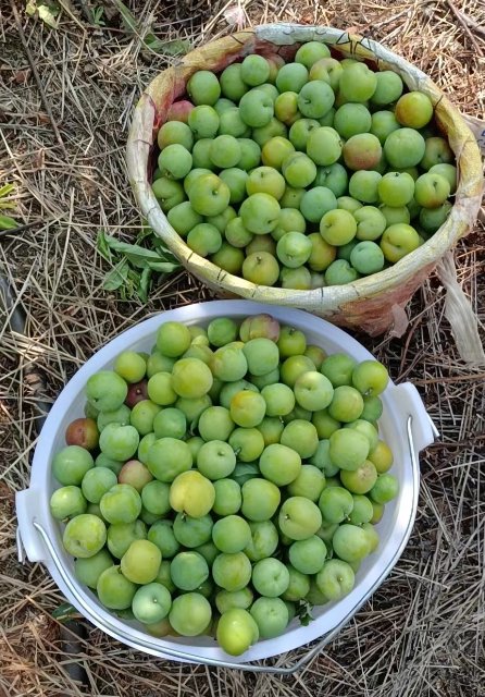 2024年3月15日于阿乃村委會(huì)阿支小組拍攝，李宮秀 (2).jpg