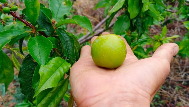 2024年3月15日于阿乃村委會(huì)阿支小組拍攝，李宮秀 (6).jpg