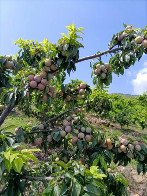 2024年3月15日于阿乃村委會(huì)阿支小組拍攝，李宮秀 (4).jpg