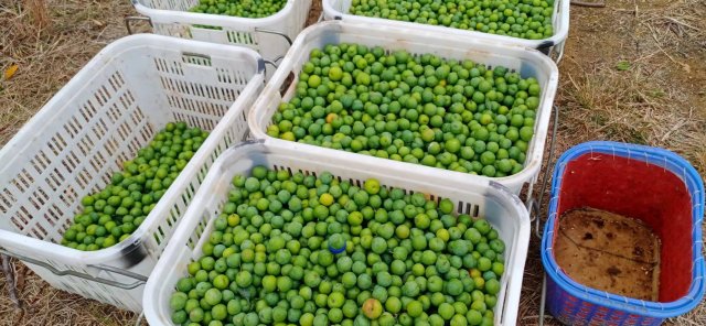 2024年3月15日于阿乃村委會(huì)阿支小組拍攝，李宮秀 (3).jpg