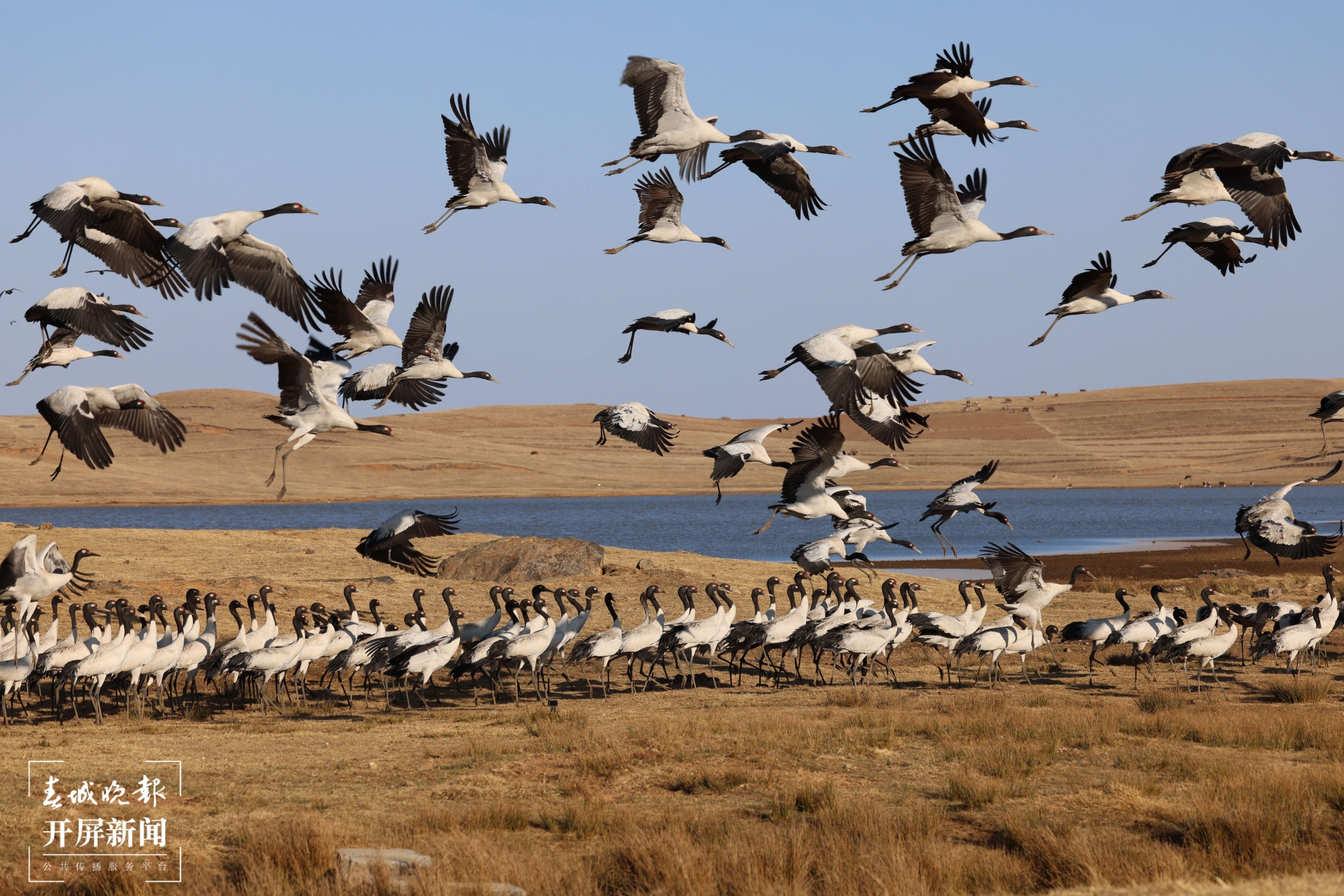 大山包黑頸鶴 (9).JPG