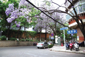 藍(lán)花楹 藍(lán)花楹