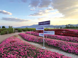 撫仙湖花海 撫仙湖花海