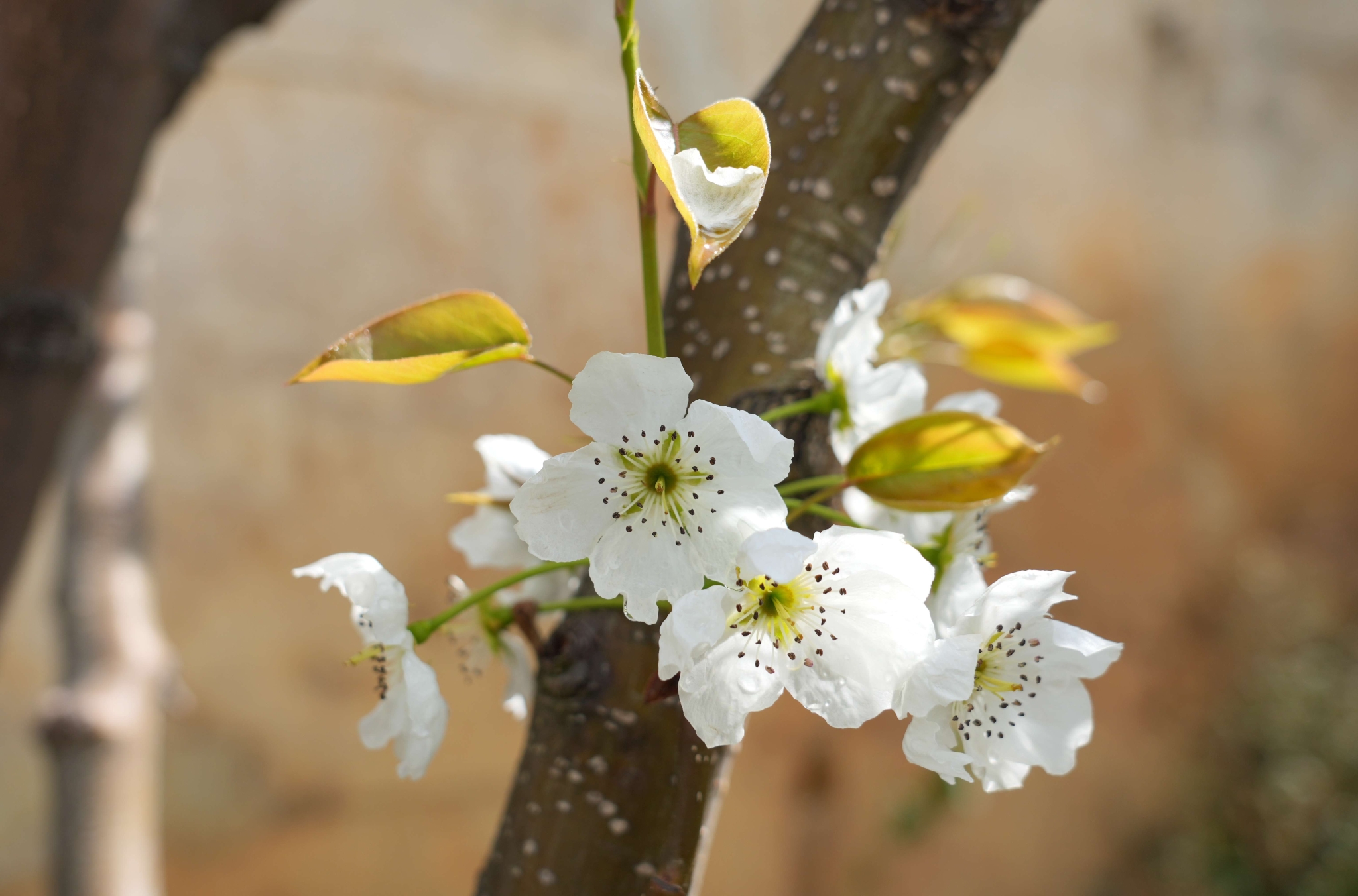 瀘水：露珠裹梨花 薄霧繞青巒