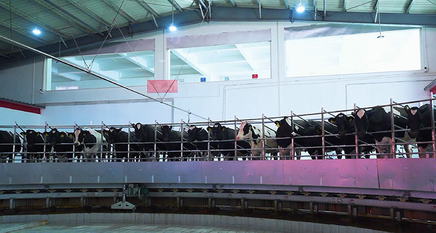 2云端牧場(chǎng)內(nèi)，正在轉(zhuǎn)盤(pán)擠奶機(jī)上產(chǎn)奶的奶牛。云端牧場(chǎng)供圖