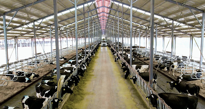 3云端牧場(chǎng)的牛舍內(nèi)景。云端牧場(chǎng)供圖