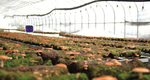 一節(jié)節(jié)香菇菌棒整整齊齊地?cái)[放在一起