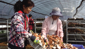 村民志愿者摘下一朵朵肉質(zhì)緊實(shí)的香菇 本組圖片 ■ 都市時(shí)報(bào)全媒體記者 黃曉婧