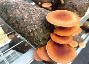 一簇簇香菇破土而出，圓潤(rùn)飽滿，鮮嫩誘人