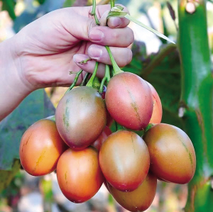 云南各種時蔬賣到上海 上海食古實業(yè)有限公司供圖 云南各種時蔬賣到上海 上海食古實業(yè)有限公司供圖