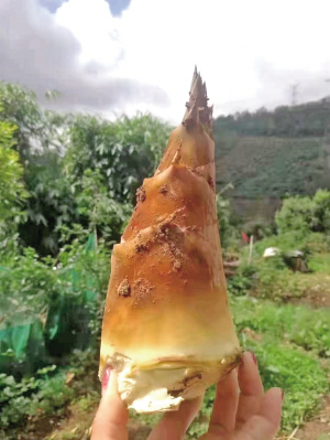 19801712770597154 19801712770597154