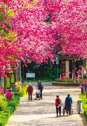 市民暢游官渡櫻花公園 官渡區(qū)融媒體中心 王正鵬 供圖